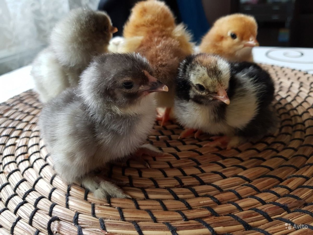 Цыплята кур Брама