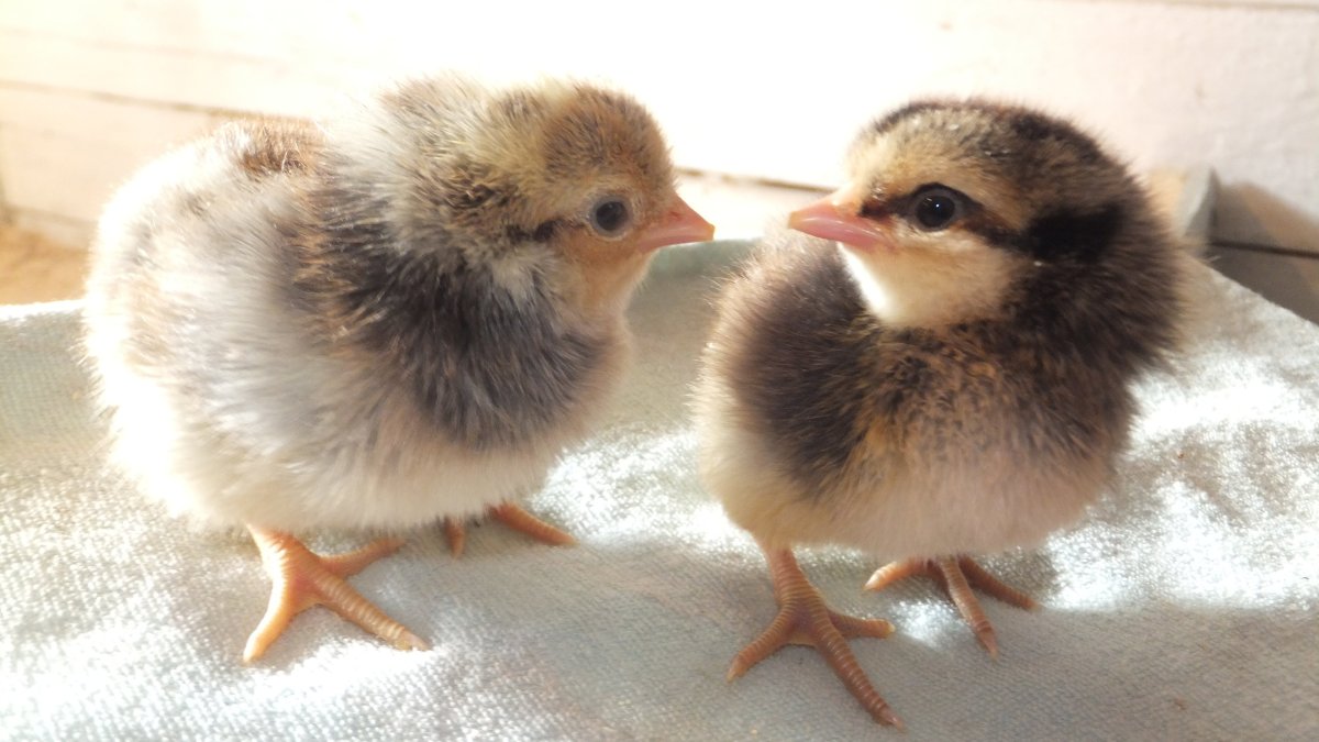 Маленькие цесарята