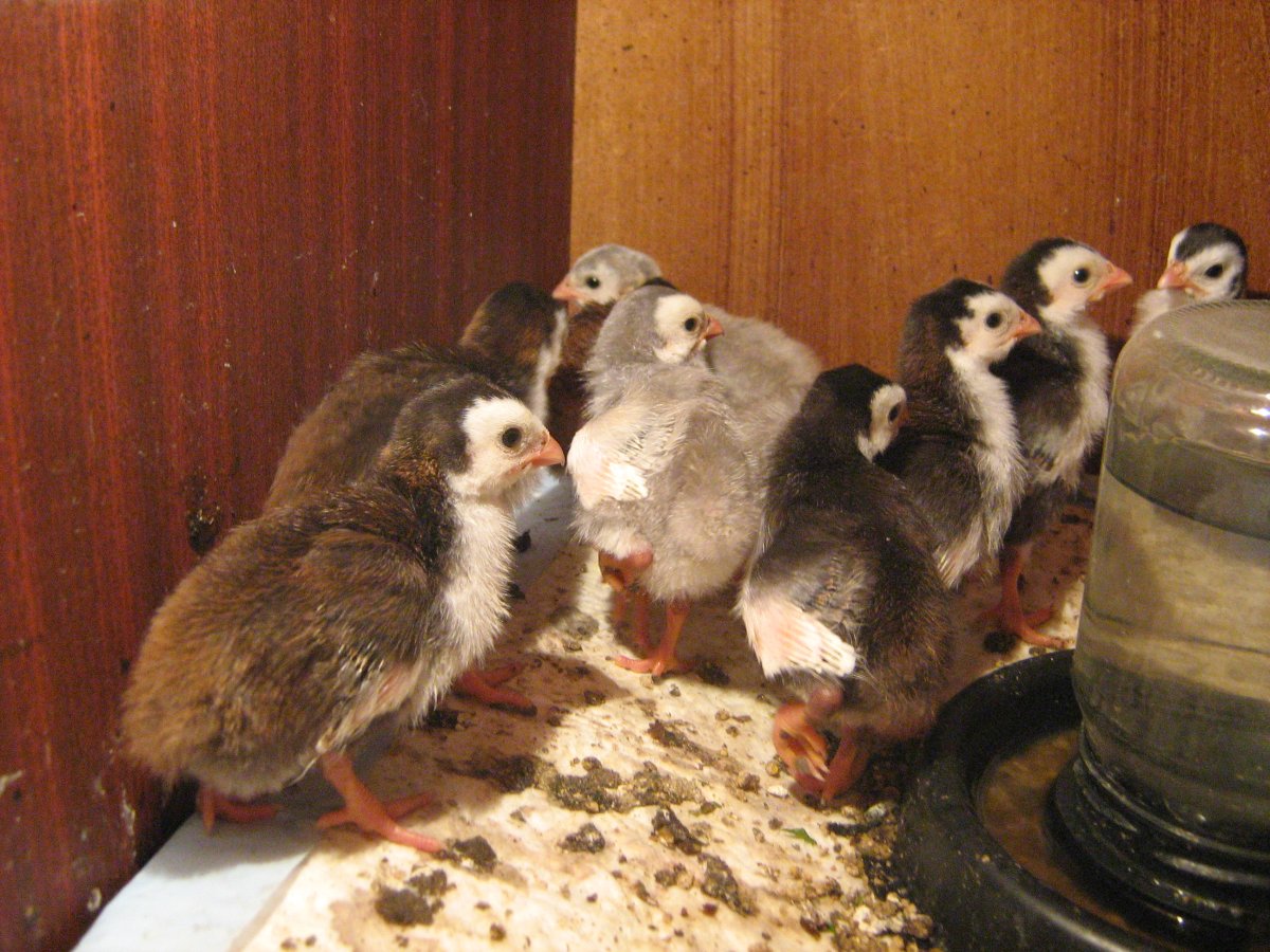 Цесарка фото домашняя цыплята