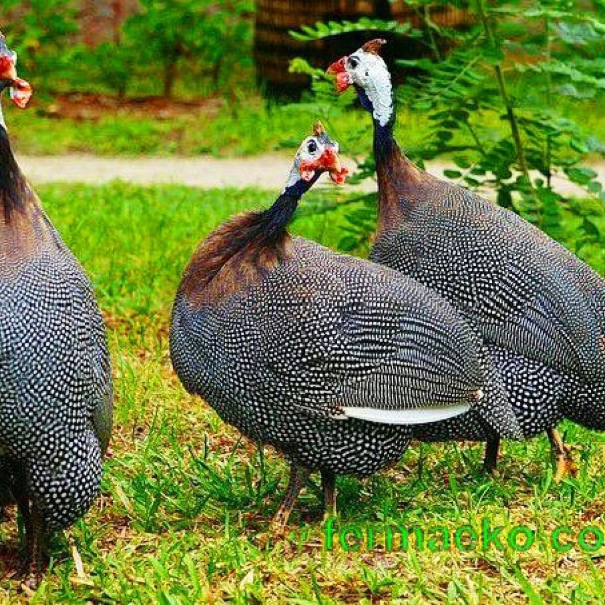 Цесарь цесарка цесарята