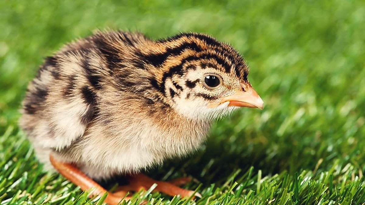 Цесаренок птенец