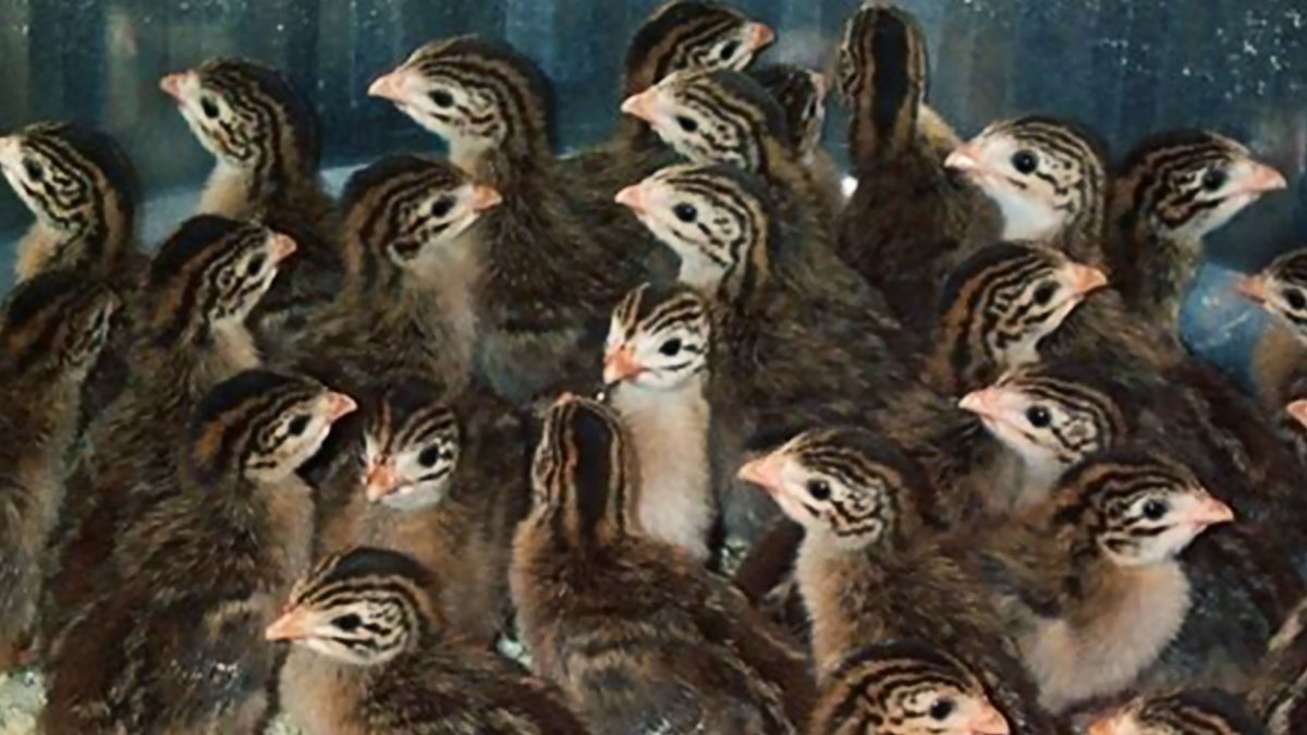 Цесарята 45 дней ноги