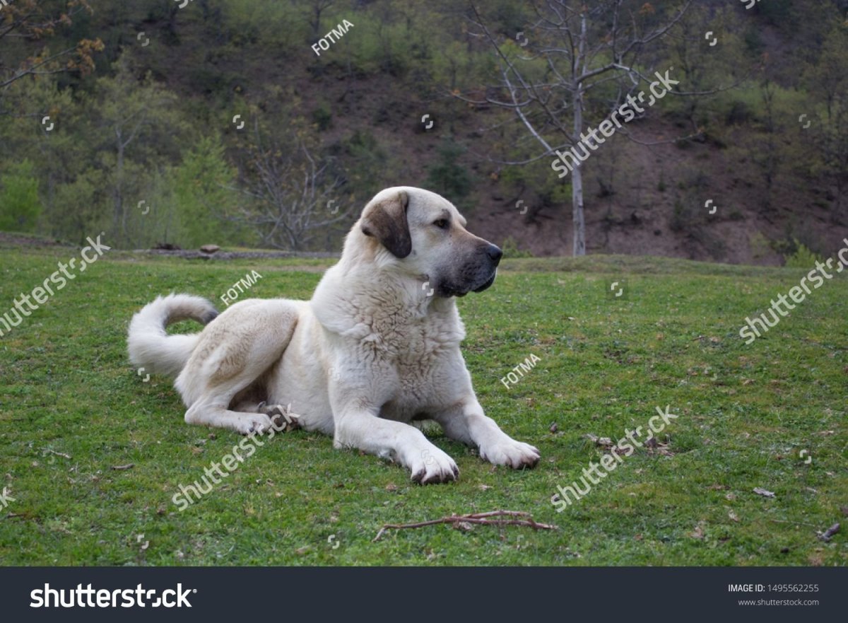 Анатолийская овчарка черная