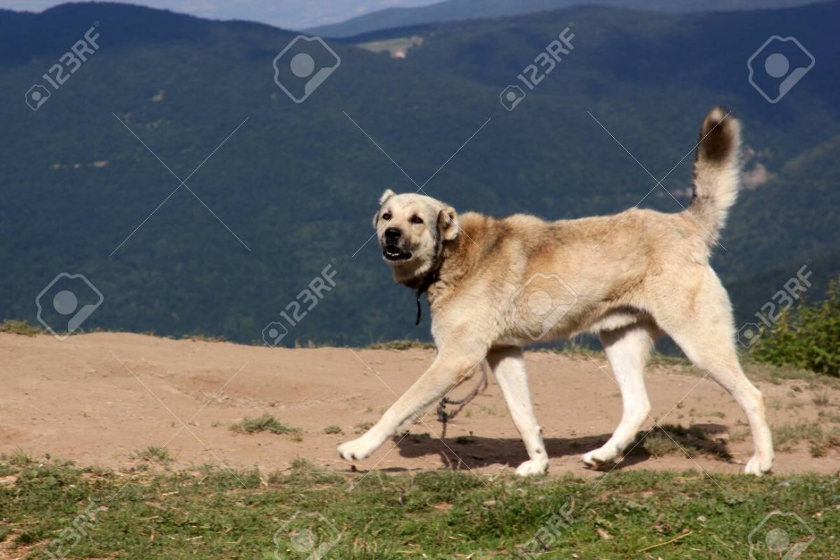 Австралийская овчарка серебристая