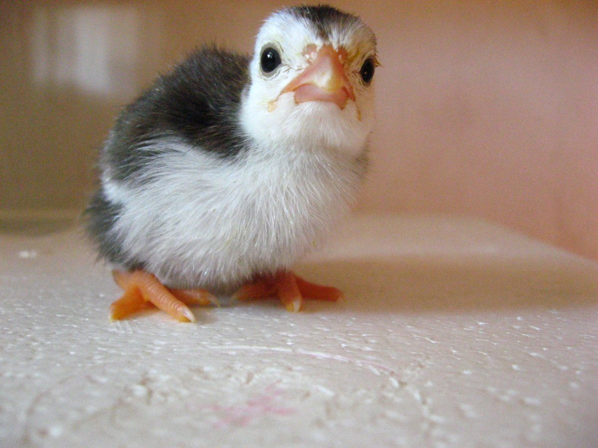 Птенцы цесарки