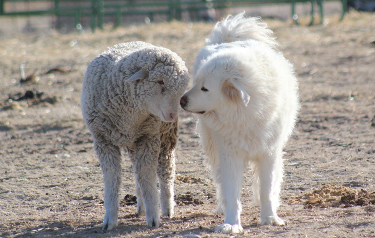 Аусси австралийская овчарка