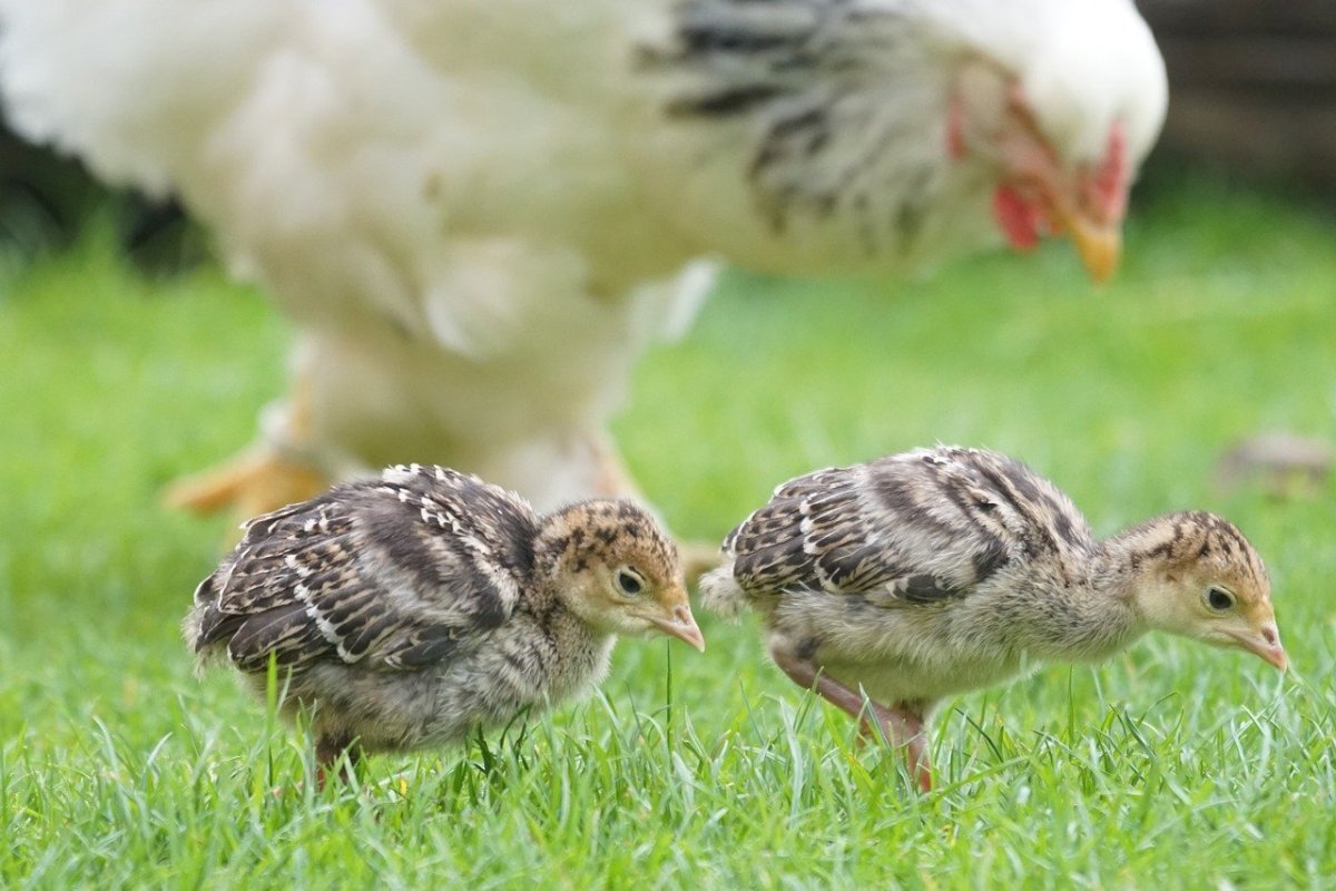 Цыпленок индюшки