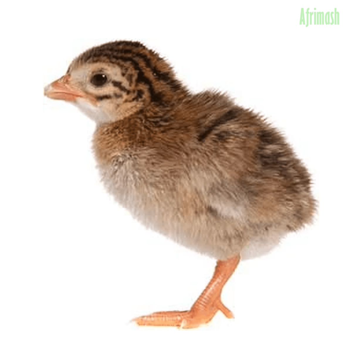 Птенцы цесарки