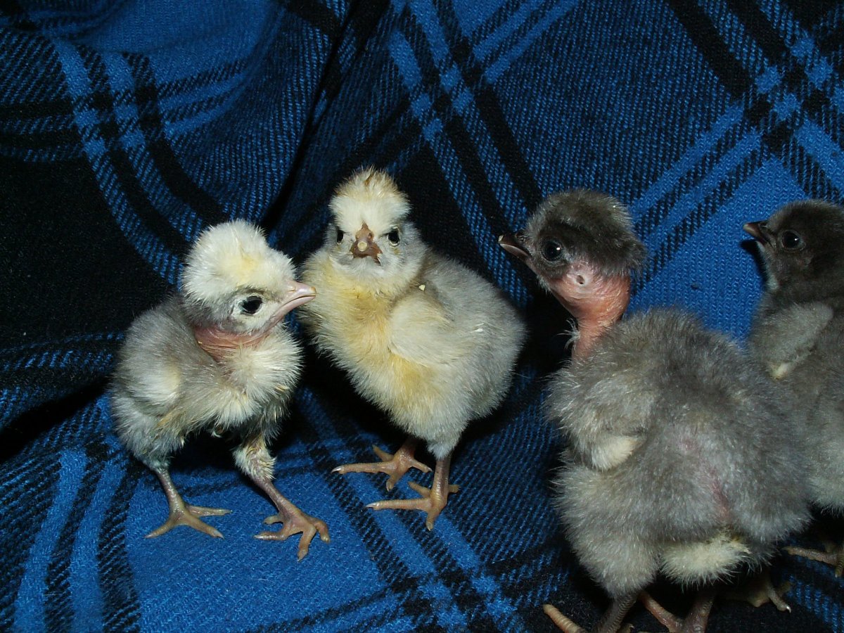 Карликовые голошейки