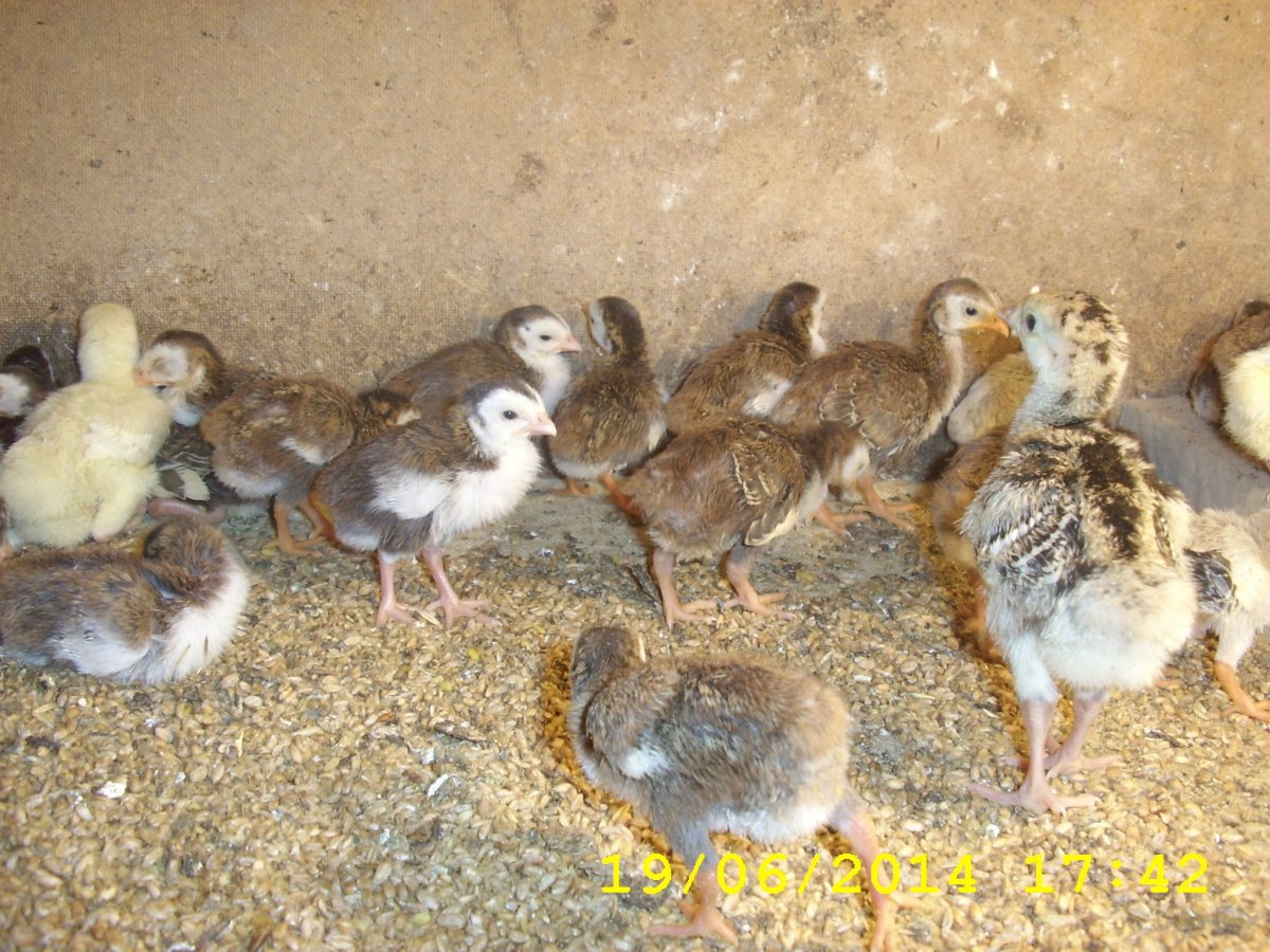 Цыплята цесарки