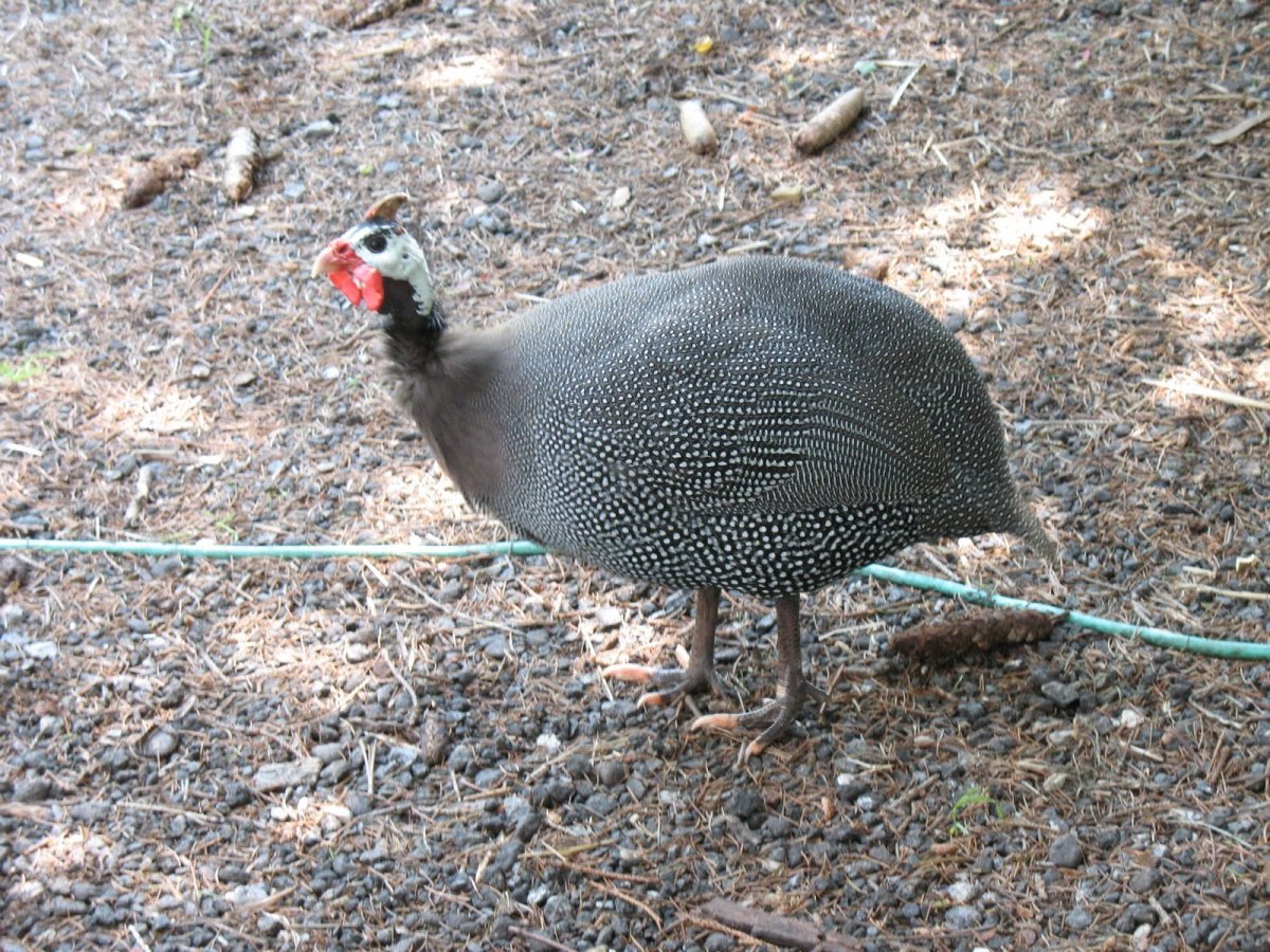 Гладкохохлая цесарка