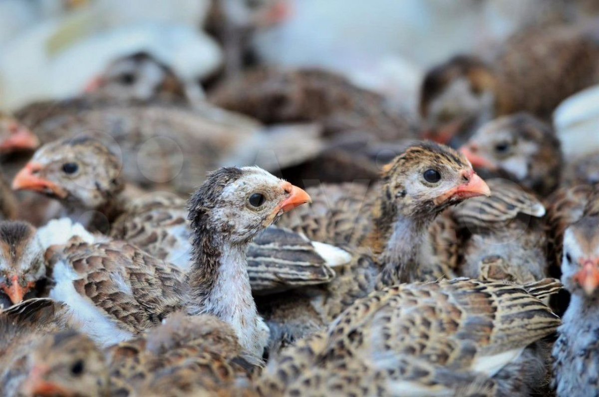 Птенцы цесарки