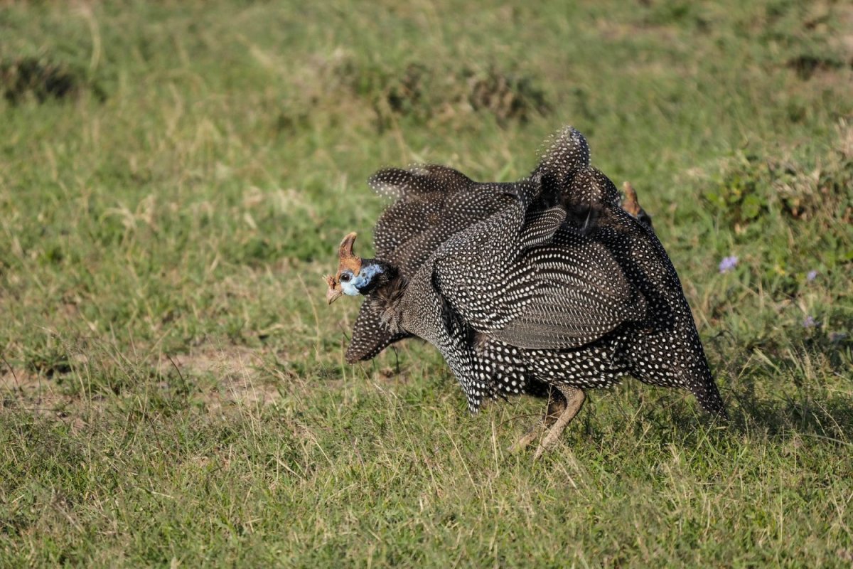 Цесарка в саванне