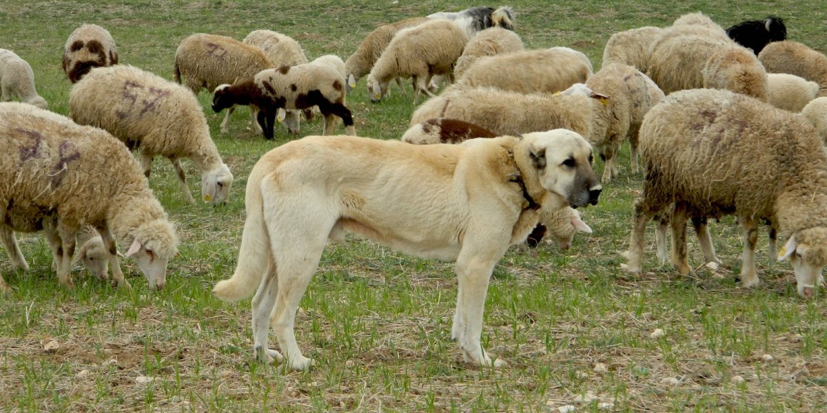 Пастушья собака кангал