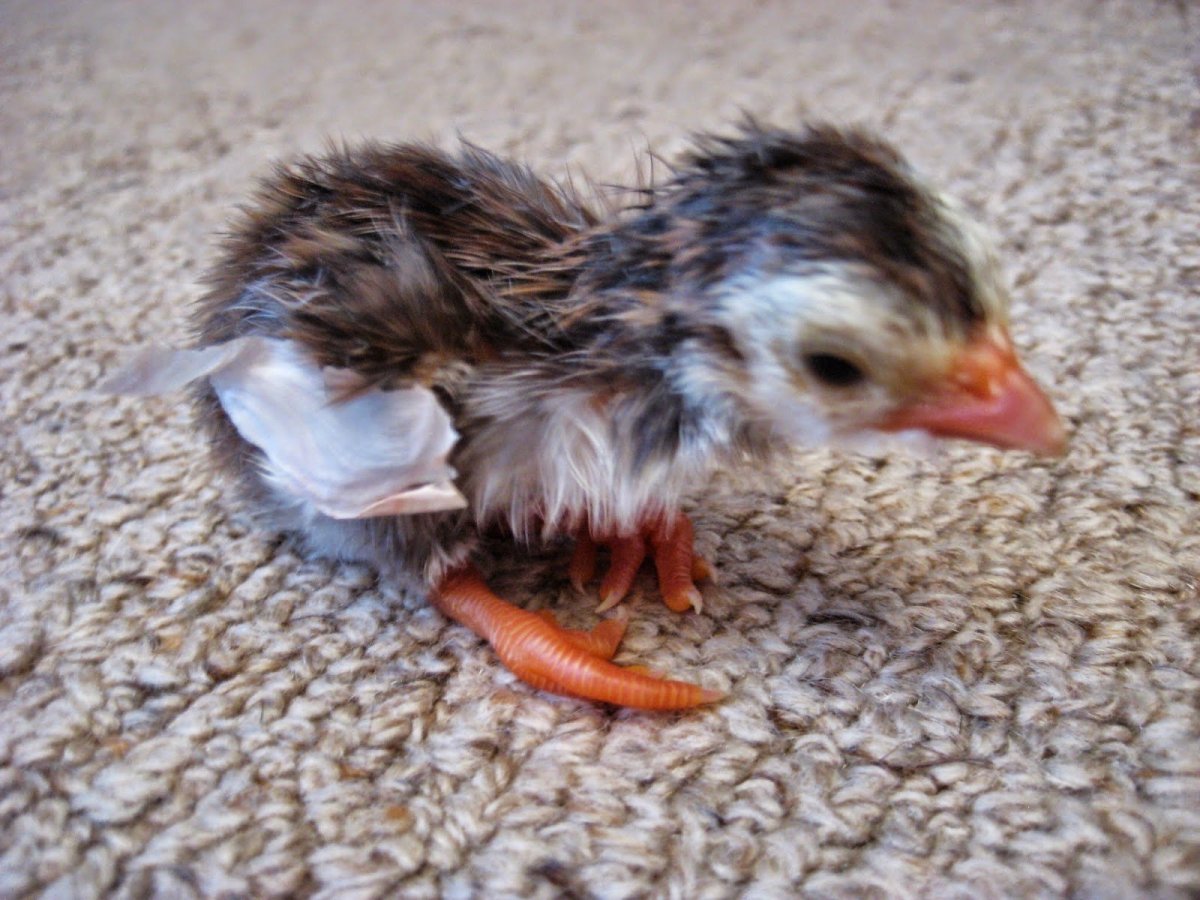 Птенцы цесарки