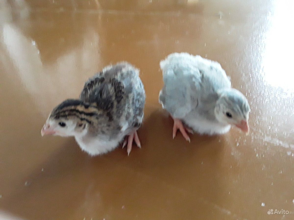 Мальчик цыпленок цесарки