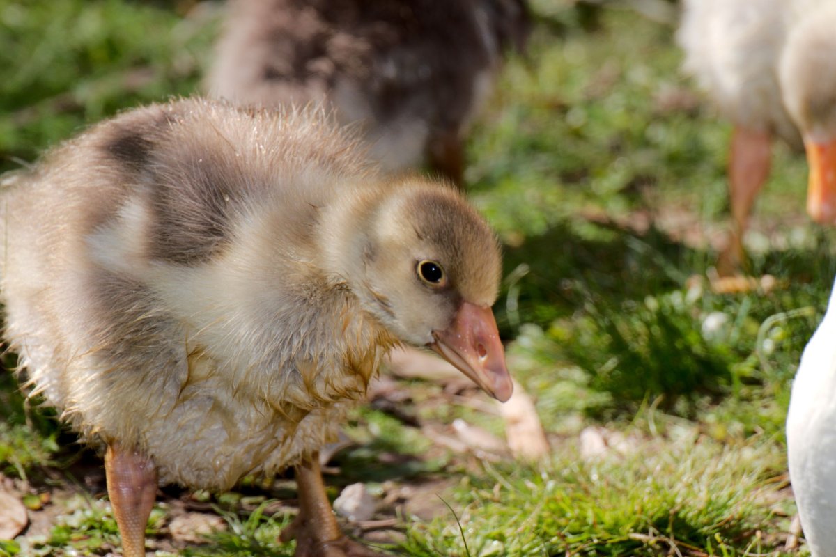 Гусыня Фифи