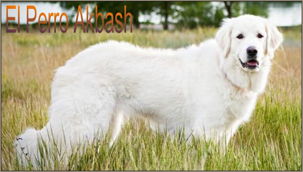 Анатолийская овчарка Карабаш кангал