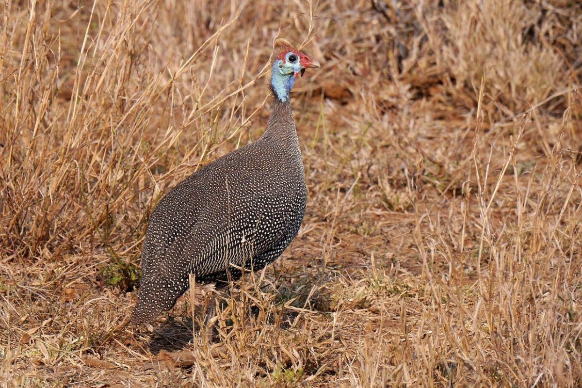 Цесарка в саванне