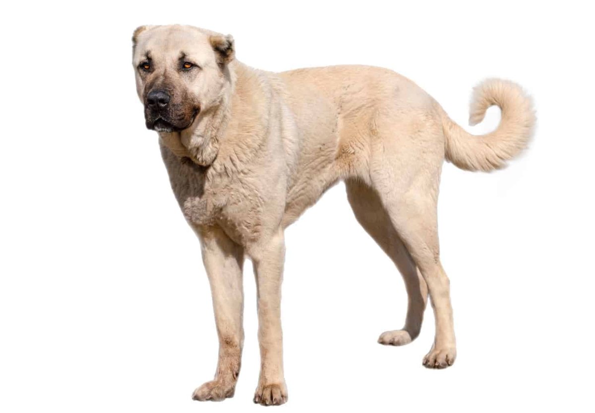 Грузинский волкодав нагази