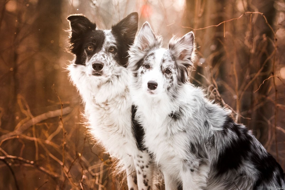 Каталонская пастушья овчарка