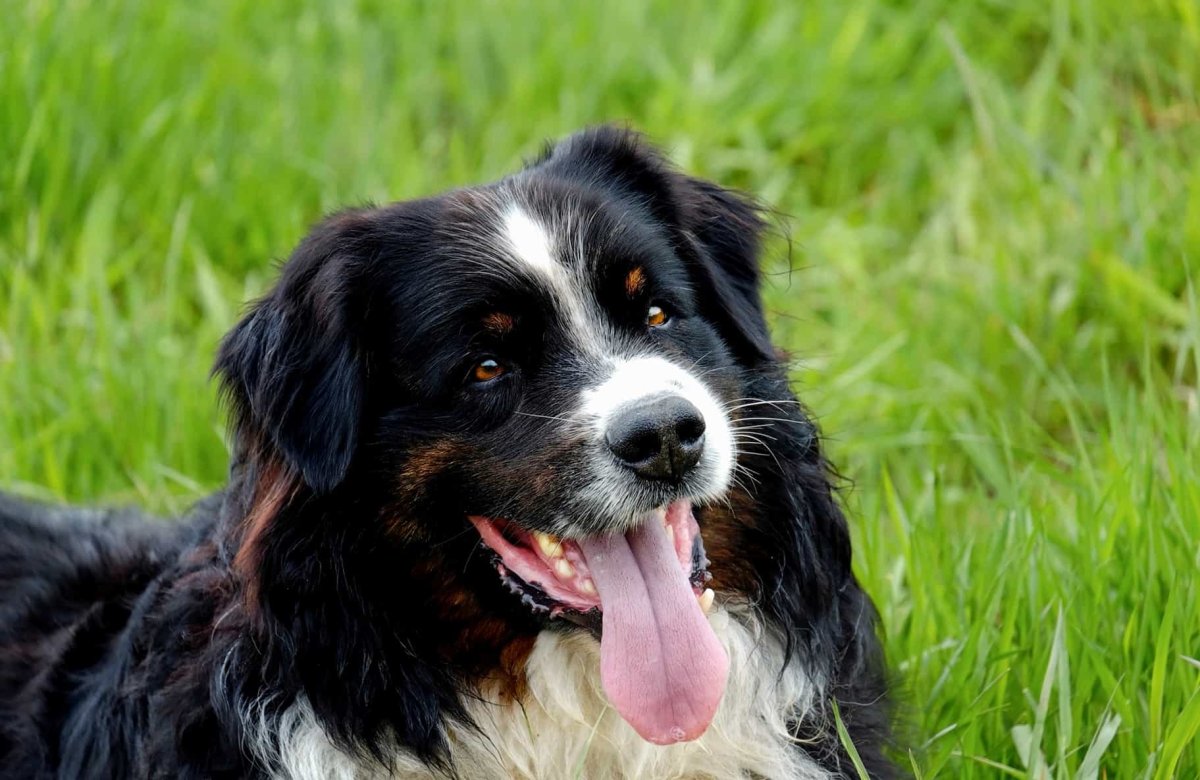 Венгерская овчарка Командор