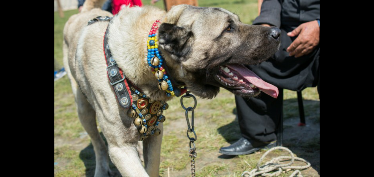 Турецкий волкодав кангал