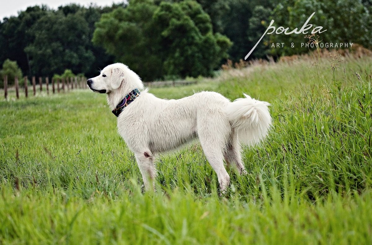 Пастух с Турции