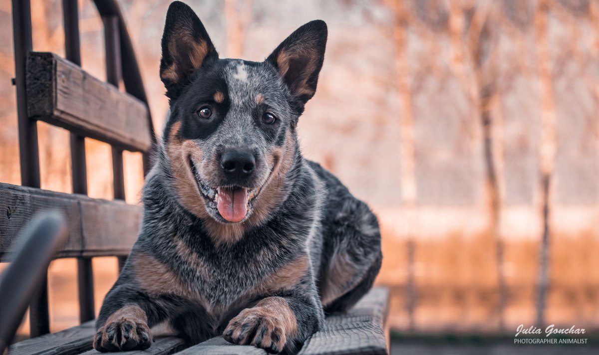 Овчарки белые и прыгучие