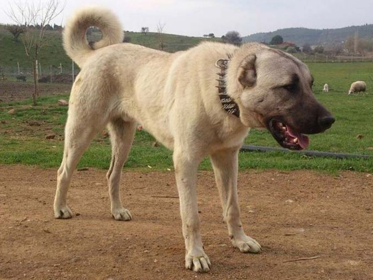 Турецкий алабай кангал большой
