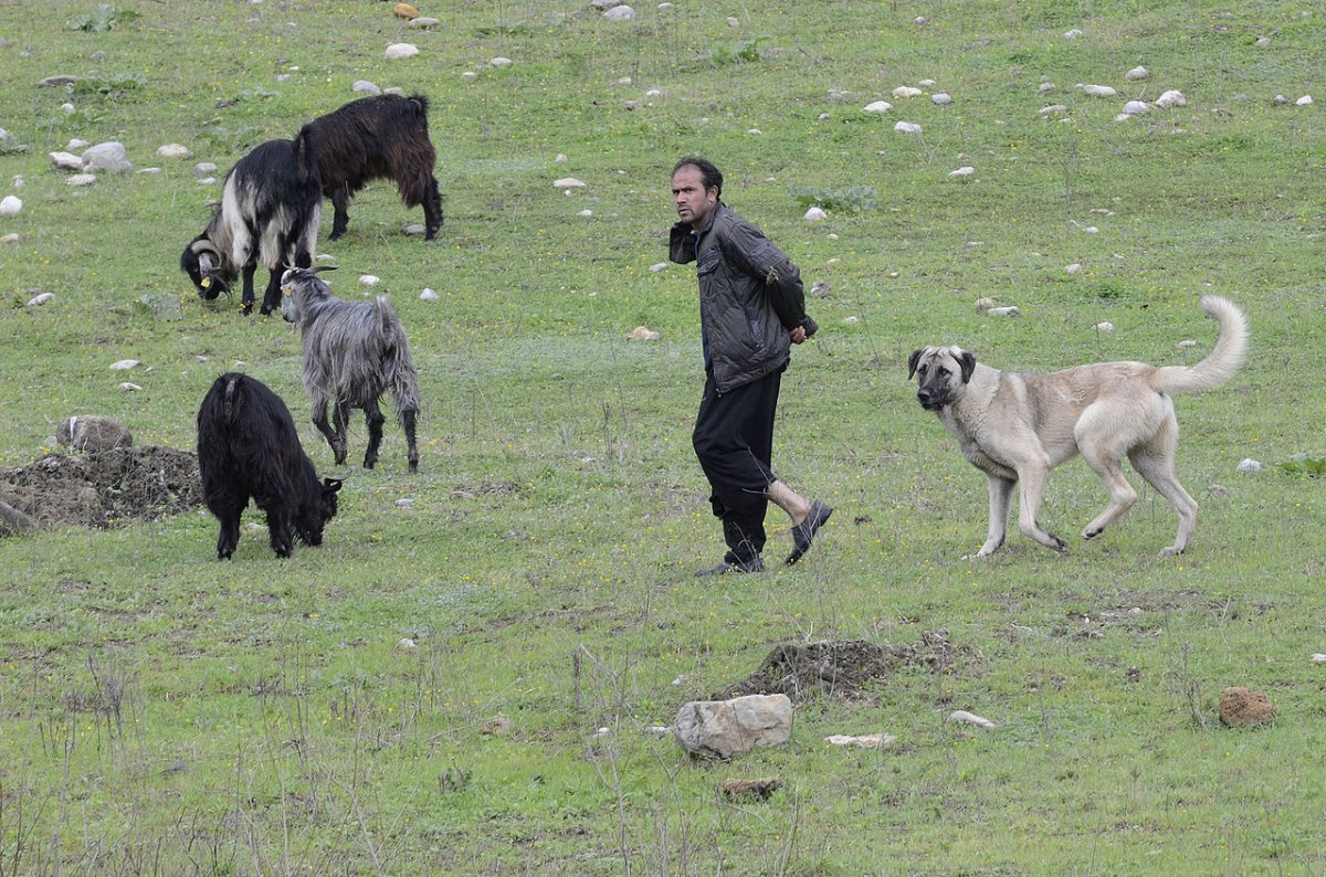 Турецкая пастушья собака кангал