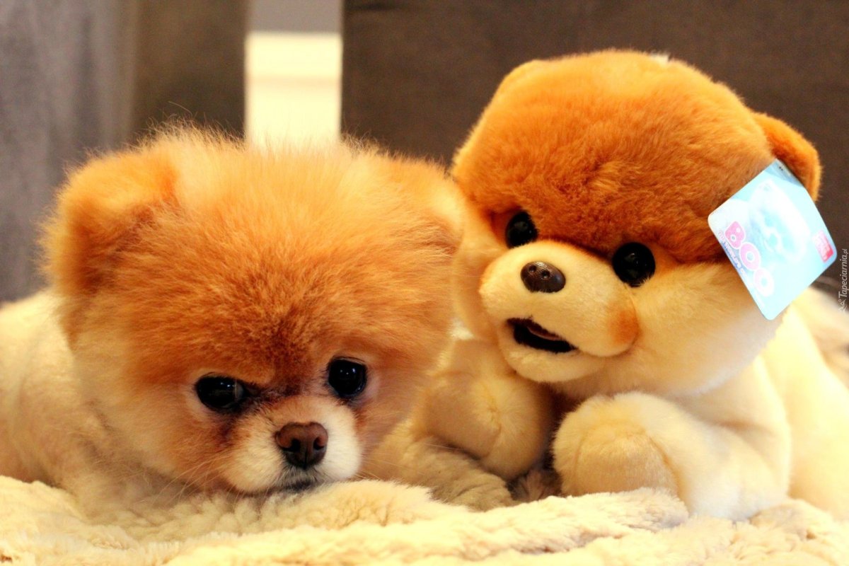 Кинг Чарльз чихуахуа болонка