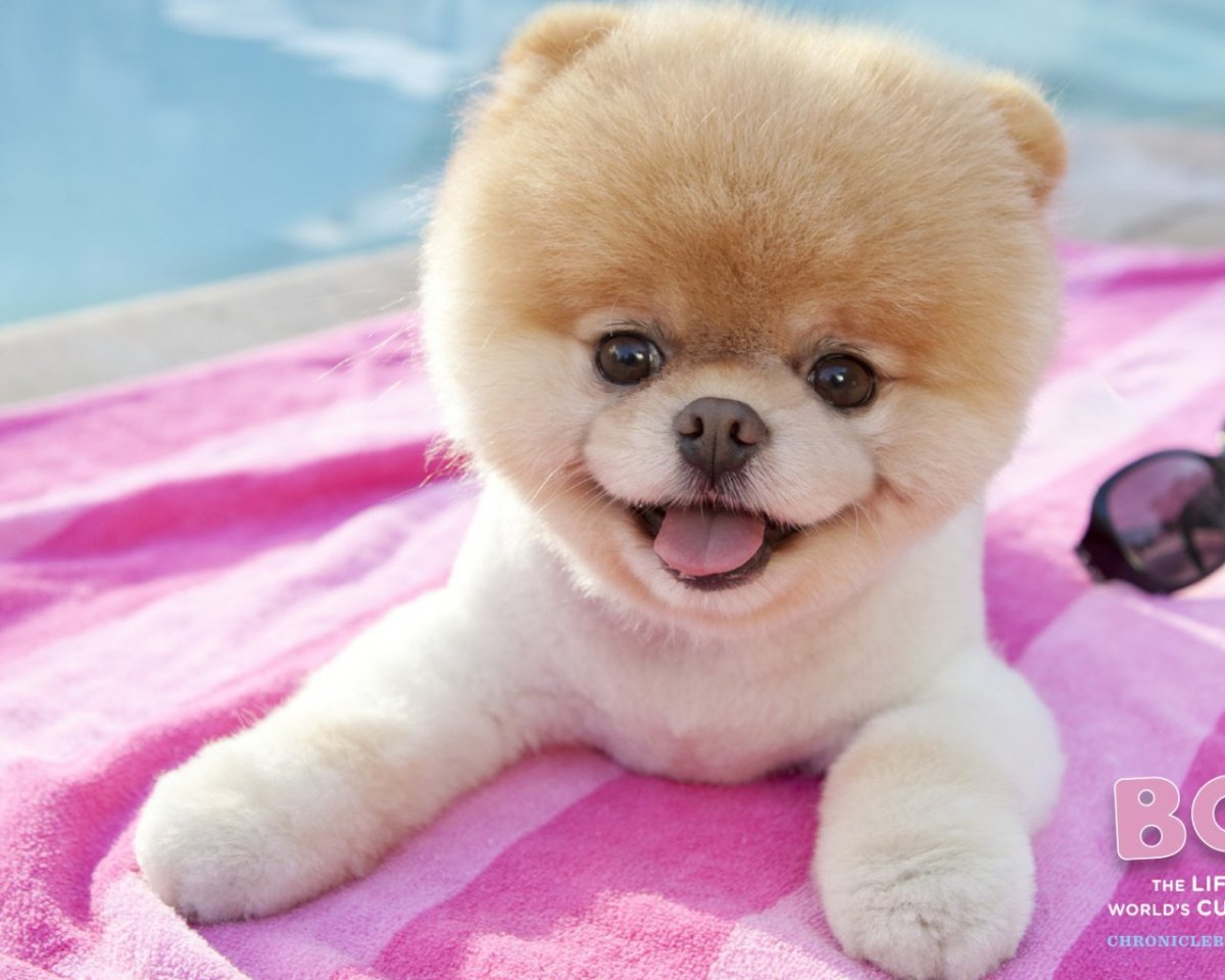 Померанский шпиц БОО