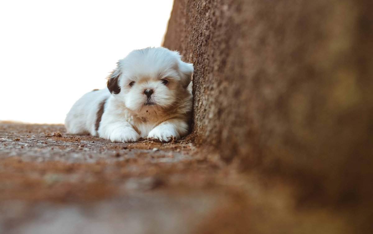 Милые собачки