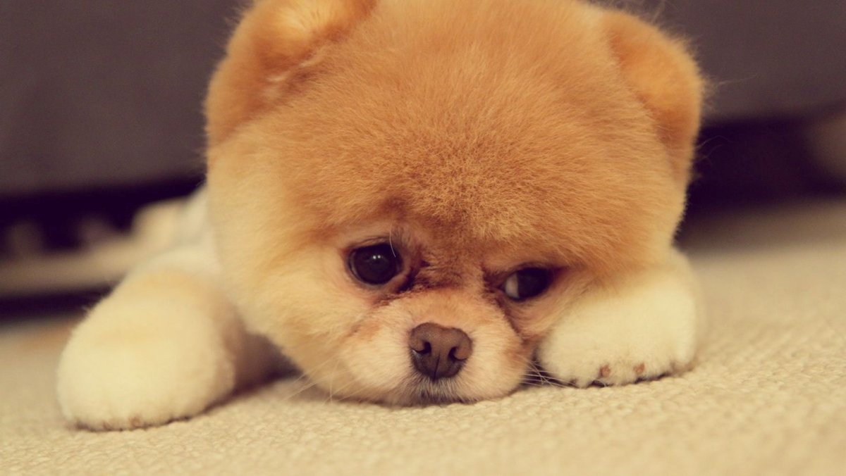 Померанский шпиц jiffpom