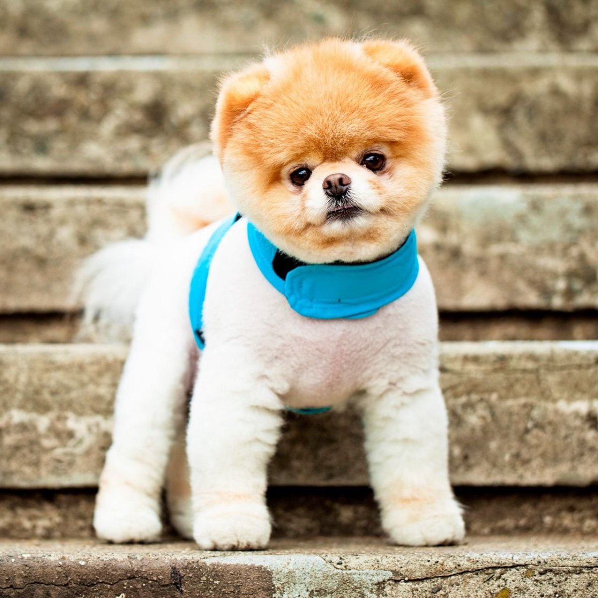 Самоедская лайка