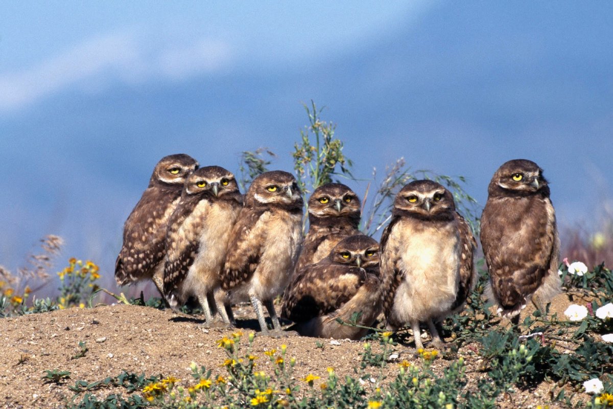 Стая Филинов