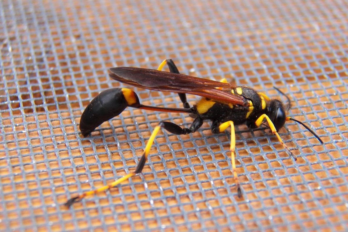 Оса пелопей кокон