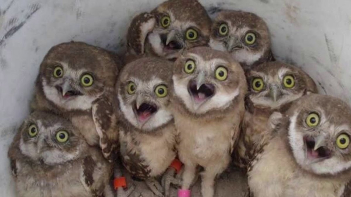 Испуганные Совята