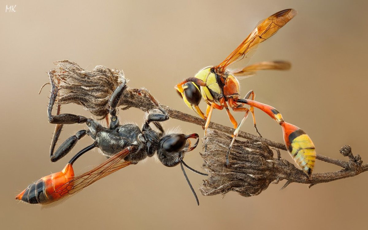 Гончарная Оса