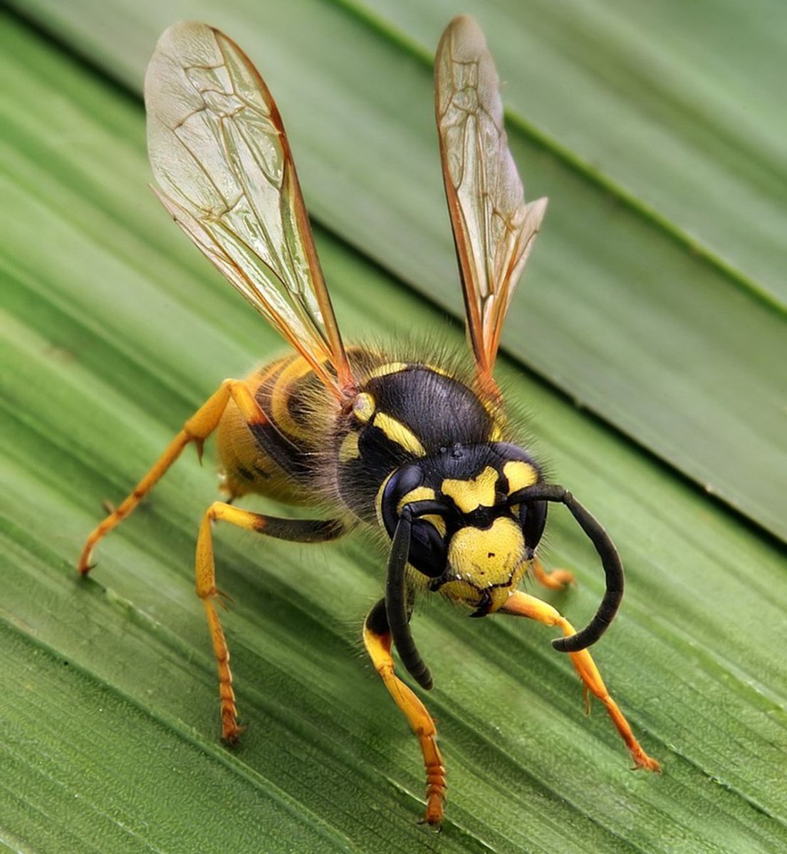 Шершень Веспа Крабро