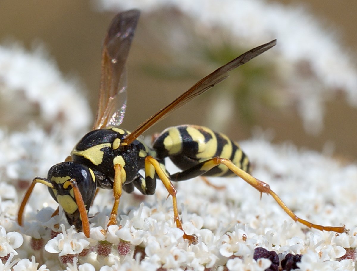 Оса Галльская (французская)