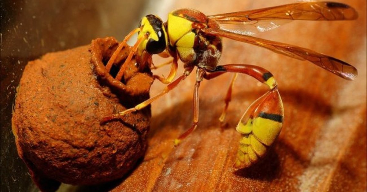 Шершень vs Оса