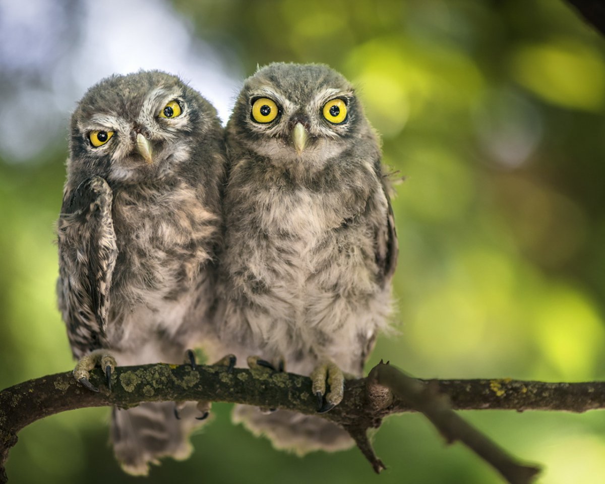 Братец Сова