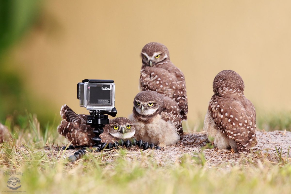 Филин с фотоаппаратом