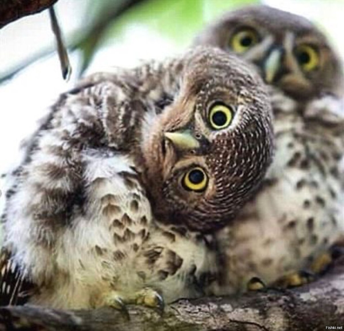 Милые птенцы Филина