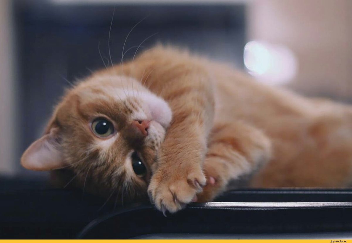 Милый котенок