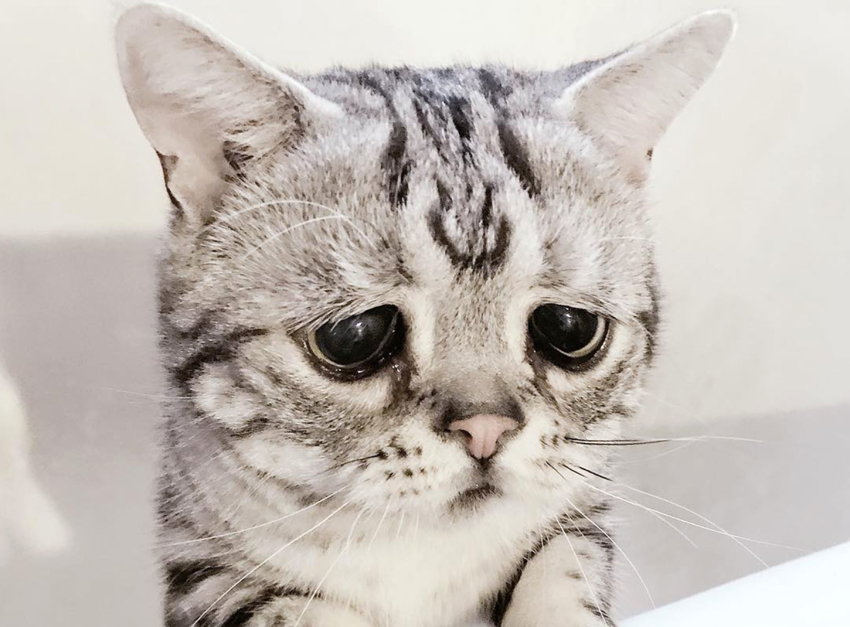 Кот с печальными глазами