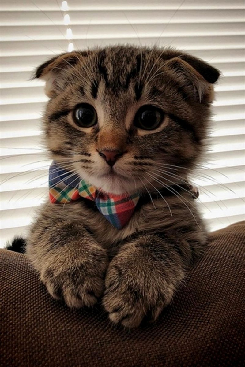 Котик просит