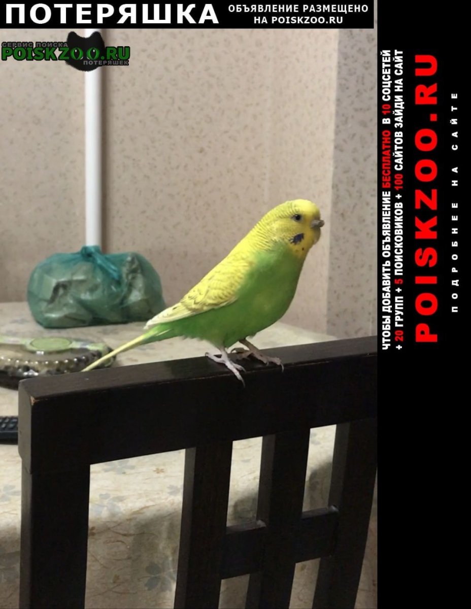 Птицы попугаи неразлучники